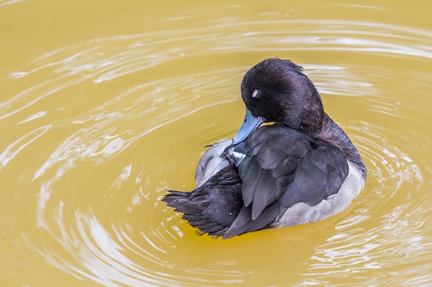 眠っている鳴ったティールまたはリングネックティール、自然