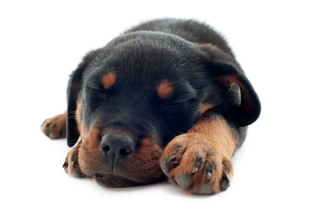 Sleeping rottweiler on white