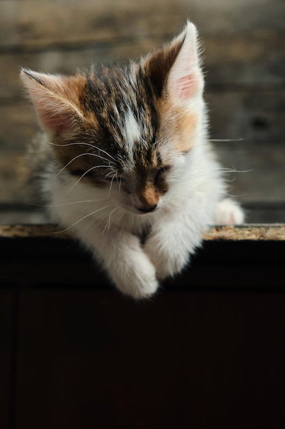 Piccolo, bellissimo gattino grigio e bianco che dorme.