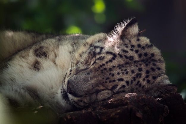 Sleeping Snow leopard