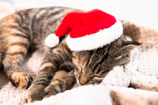 クリスマスと新年のホリデー カードの衣装で動物の赤い帽子のクローズ アップで眠っているぶち猫