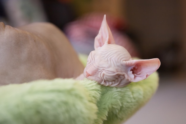 Un gatto don sphinx di due mesi bianco addormentato su una coperta di pelliccia verde chiaro