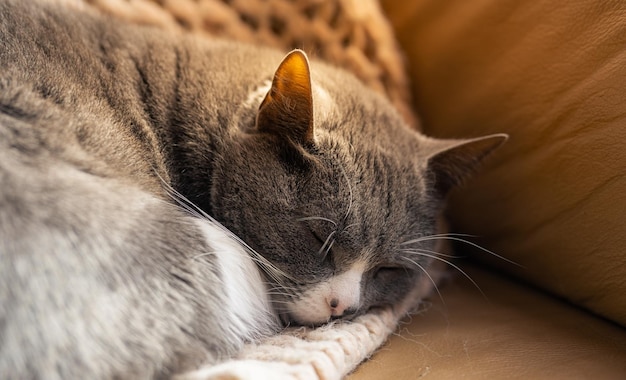 椅子の上で眠っている若い灰色の子猫