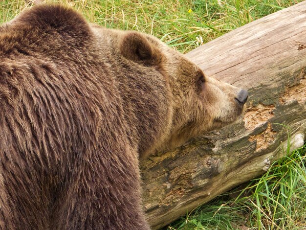 Photo sleepy brown bear