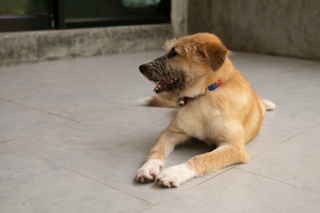 Il vecchio cane marrone assonnato è sdraiato sul pavimento