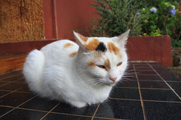 テラスに横たわる眠そうな三毛猫