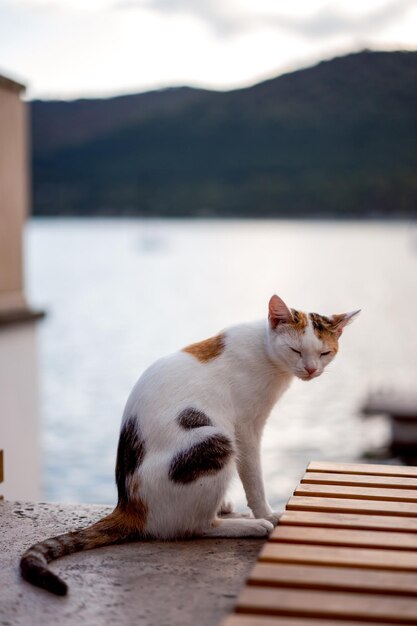 Photo sleepy cat on the lake shore travel and active lifestyle abrau durso