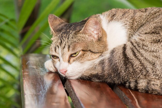 Sleepy cat, lovely animal and pet in the garden