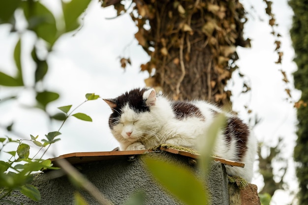 Sleepy cat sits on a fence in the countryside