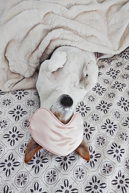 Sleepy dog lies in blanket with eyemask on bed