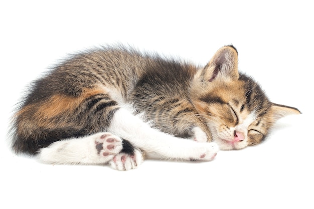 Sleepy domestic calico kitten