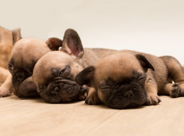 Photo sleepy french bulldog puppies. cute little puppy.