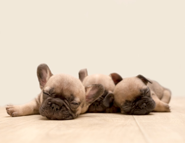 Sleepy French Bulldog puppies. Cute little puppy.