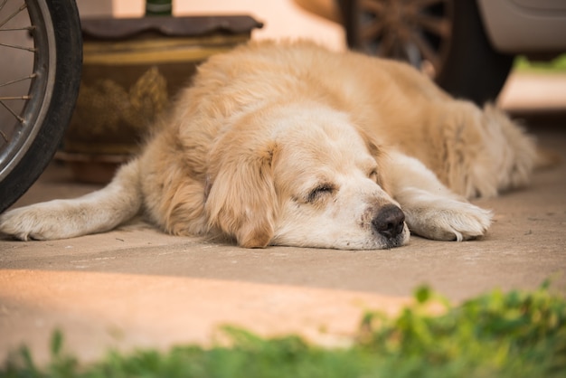 眠そうなゴールデンレトリーバー犬