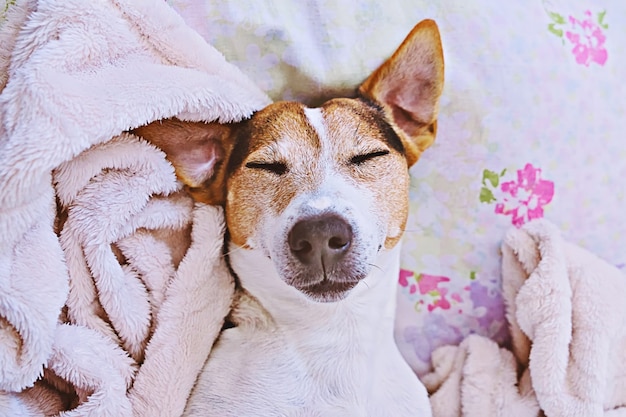 Terrier di jack russell sonnolento in coperta sul letto