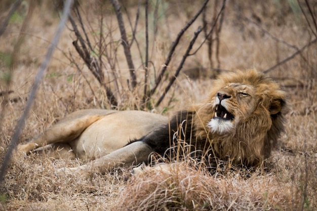 Sleepy lion lying in the bushes. South Africa.