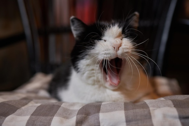 Gatto persiano sonnolento che sbadiglia e si sdraia