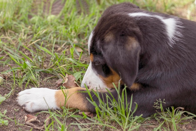 写真 草の中の眠そうな子犬sennenhundentlebucher