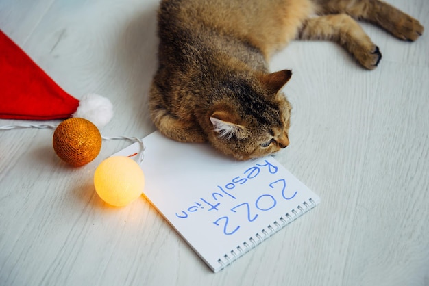 Sleepy red kitten napping on the floor next to christmas
accessories and a notebook with inscription 