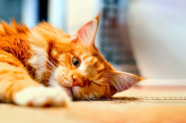 Сонный рыжий кот мейн-кун лежит на полу с одним открытым глазом