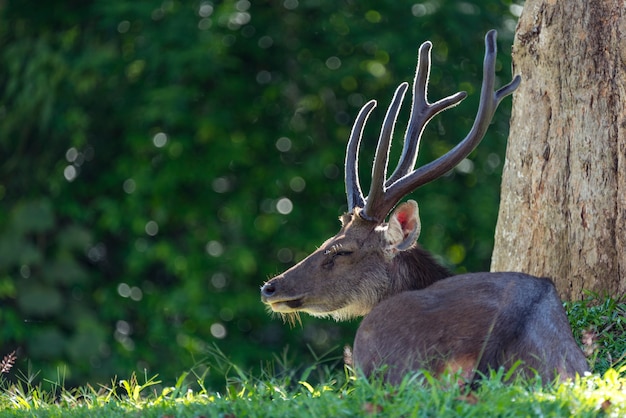 Photo sleepy sambar deer, wildlife in khao yai national park, thailand