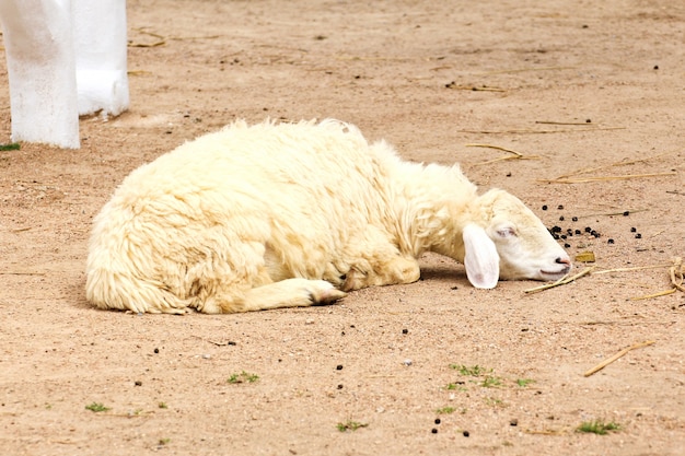 牧場の眠そうな羊