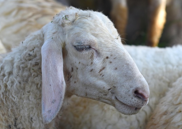 La pecora assonnata fa un pisolino in una giornata di sole