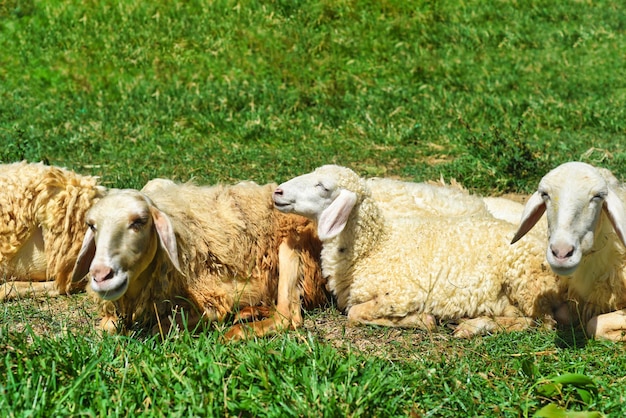 Sleepy sheep has a nap on a sunny day