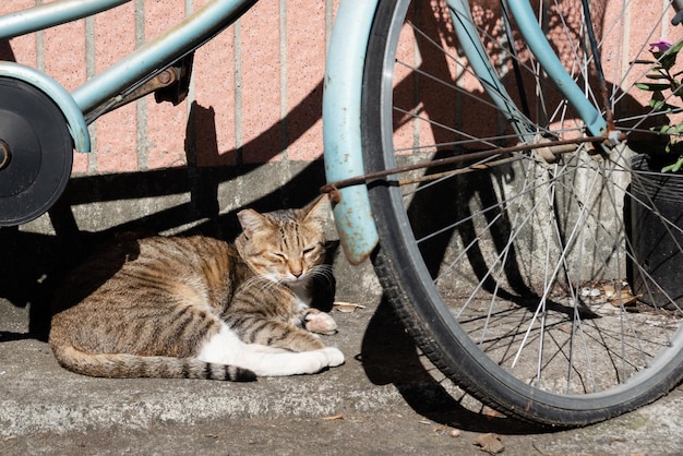 写真 太陽の下で眠そうなトラ猫の睡眠