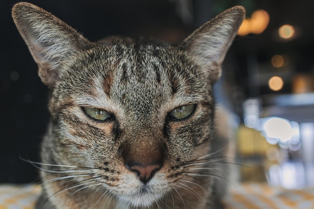 Sleepy and unhappy close up face of cat rest on a pillow