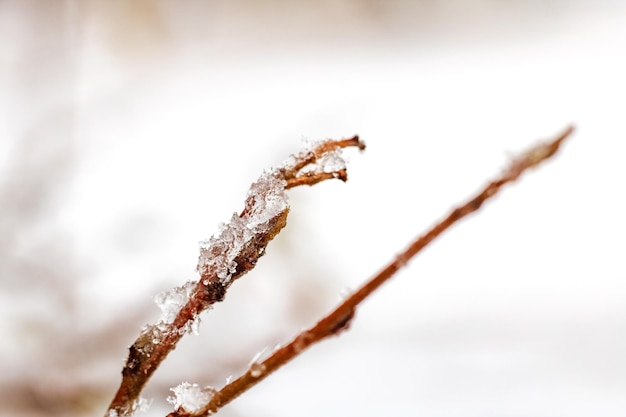 初冬の茶色の木の枝のみぞれと雪