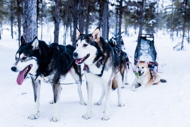 Sleigh at sled dog