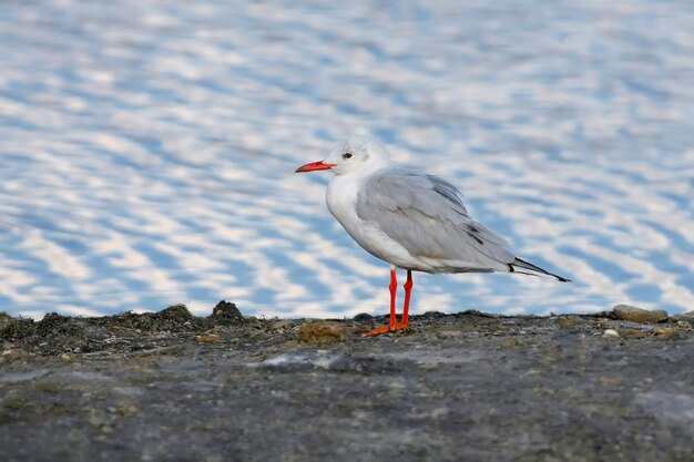 The slender-billed gull (Chroicocephalus genei) stands on the shore of the pond on the  of white-blue water