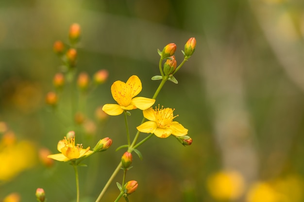 細いセントジョンズワートHypericum pulchrum。黄色の花とつぼみ。ヤマボウシ科。