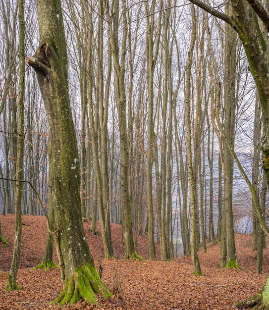 Slender tree trunks on leafy slopes in the mountains. Carpathians, Ukraine