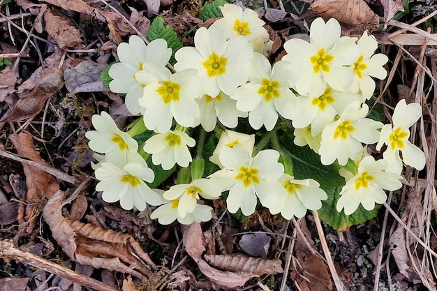 Sleutelbloembloem in het begin van de lente