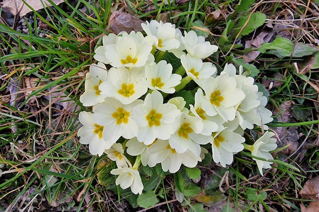 Sleutelbloembloem in het begin van de lente