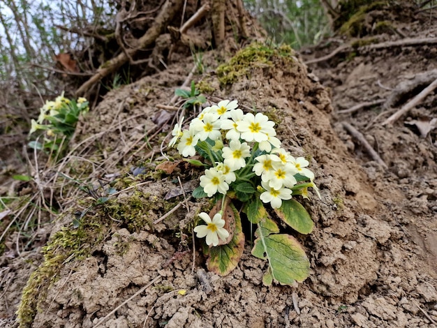 Sleutelbloembloem in het begin van de lente