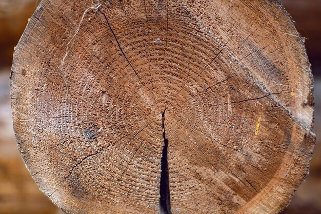 Slice of an old cracked log that stands