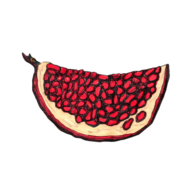 Slice of pomegranate hand drawn sketch isolated on a white background Botanical design element