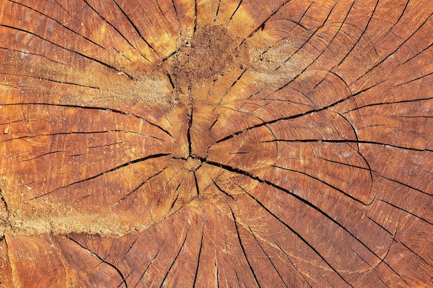 Slice of wood with cracks and annual rings, background