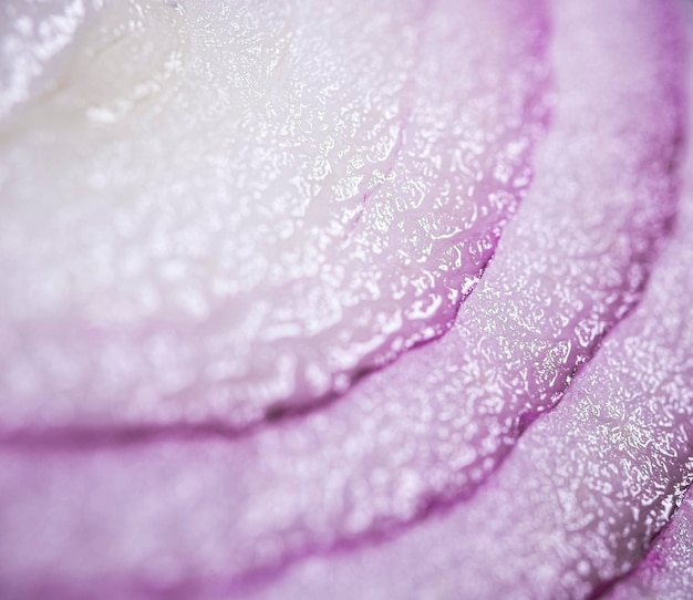 Photo sliced red onion macro shot