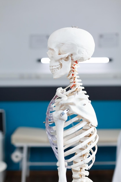 Slide view of human body skeleton structure standing in empty doctor office used as professional instrument during osteopathy examination. hospital room with nobody in it equipped with medical tools