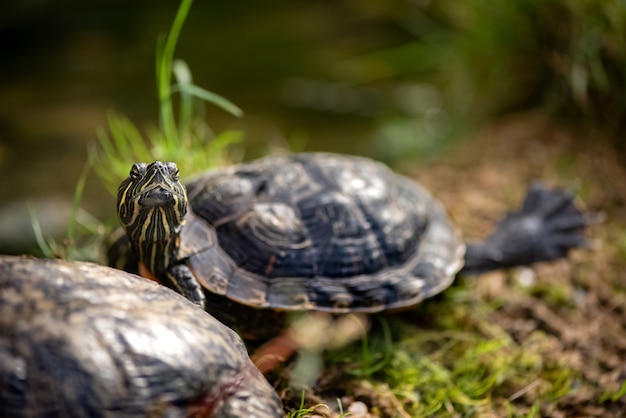 slider turtle resting in the sunlight