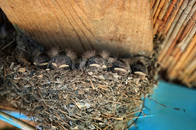 Slik kuiken in het nest onder de dakclose-up