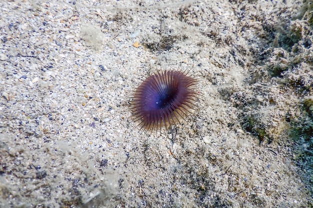 Slime tube worm Myxicola infundibulum sea bottom