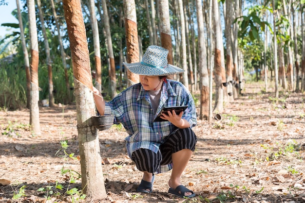 Slimme boer landbouwer Rubberboom plantage