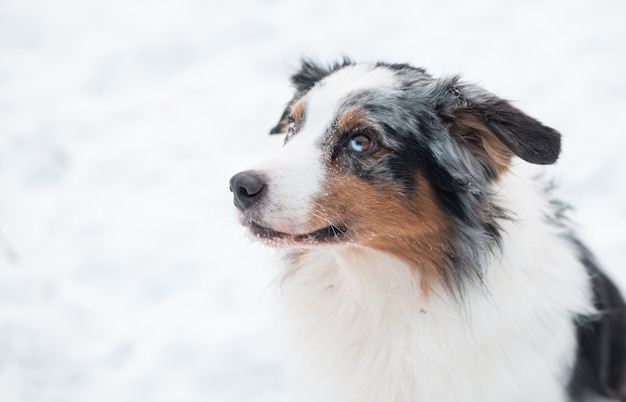 Slimme jonge Australische herder merle hond met verschillende kleuren ogen zitten in winter woud