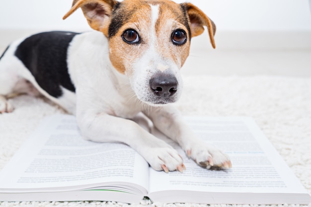 Slimme leuke Jack Russell terriërhond die op een open boek liggen