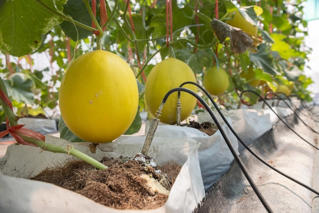 Slimme tuin met behulp van computerbesturing het druppelirrigatiesysteem in meloenboerderij